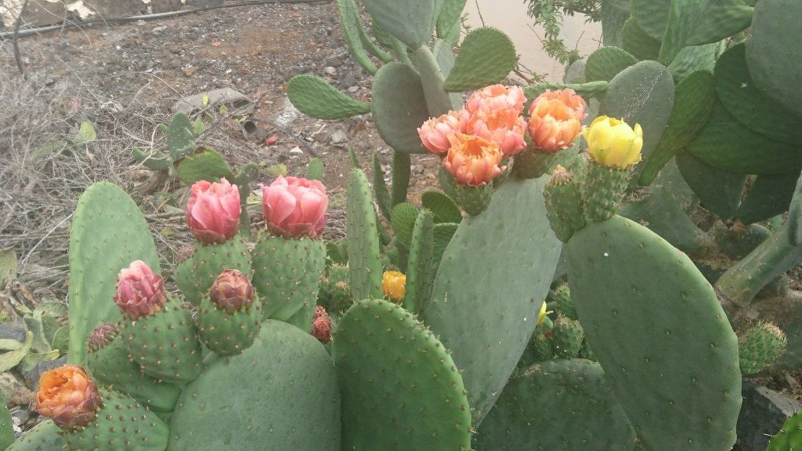Vensters, cactussen en ongelukjes in kleine hoekjes