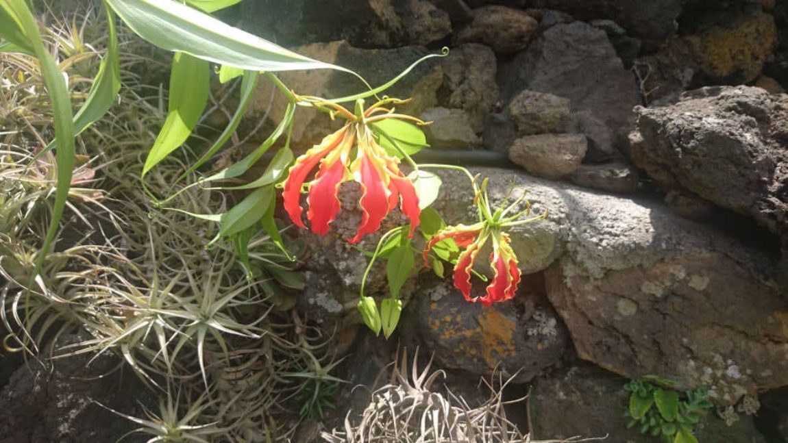 Bijzondere bloem, Koningsdag op La Palma en nog een beetje Pasen