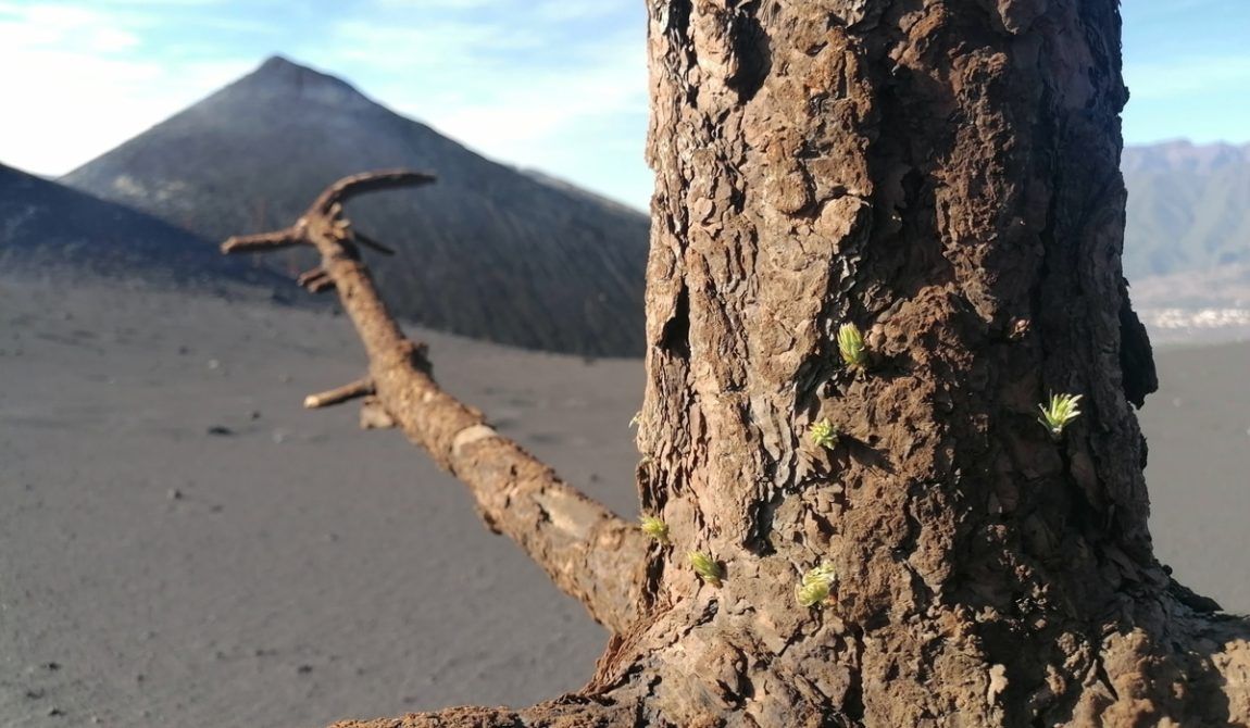 La Palma krabbelt op, de natuur geeft het goede voorbeeld!